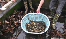 黄鳝养殖技术视频,从入门到精通的养殖秘诀